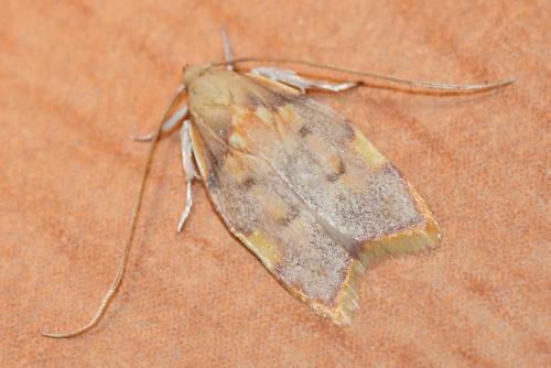 Réf. 308 992 : Carcina quercana